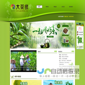 桑茶-七彩贝壳桑叶茶 长寿茶